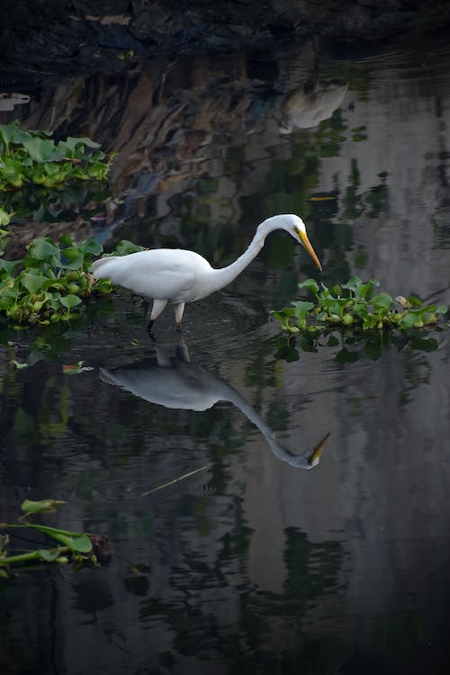 Kumarakom backwaters