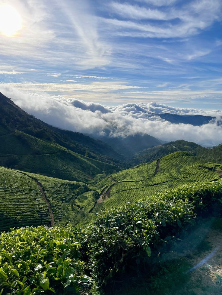 Munnar tea gardens